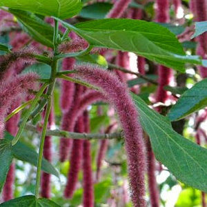 Meet your Posher, Trudie